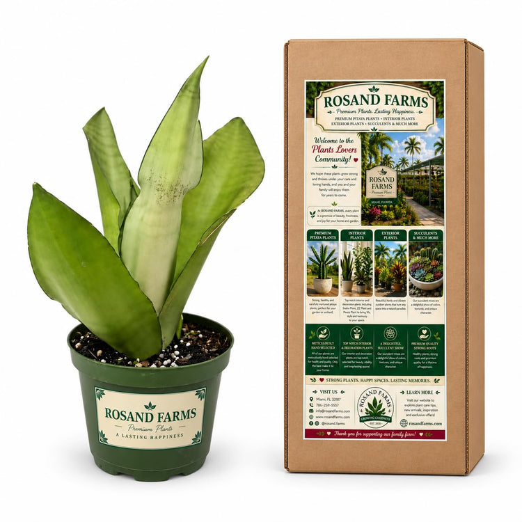 Rosand Farms Live Snake Plant Moonshine, Indoor Live Plant, 6-inch Pot
