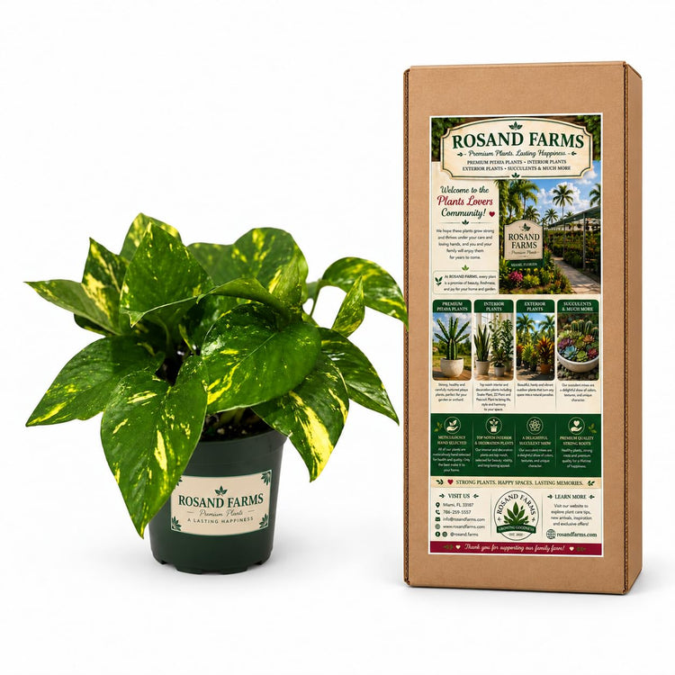 Rosand Farms Pothos Hawaiian, Live Plant Potted, Indoor Plant, 6-inch Pot