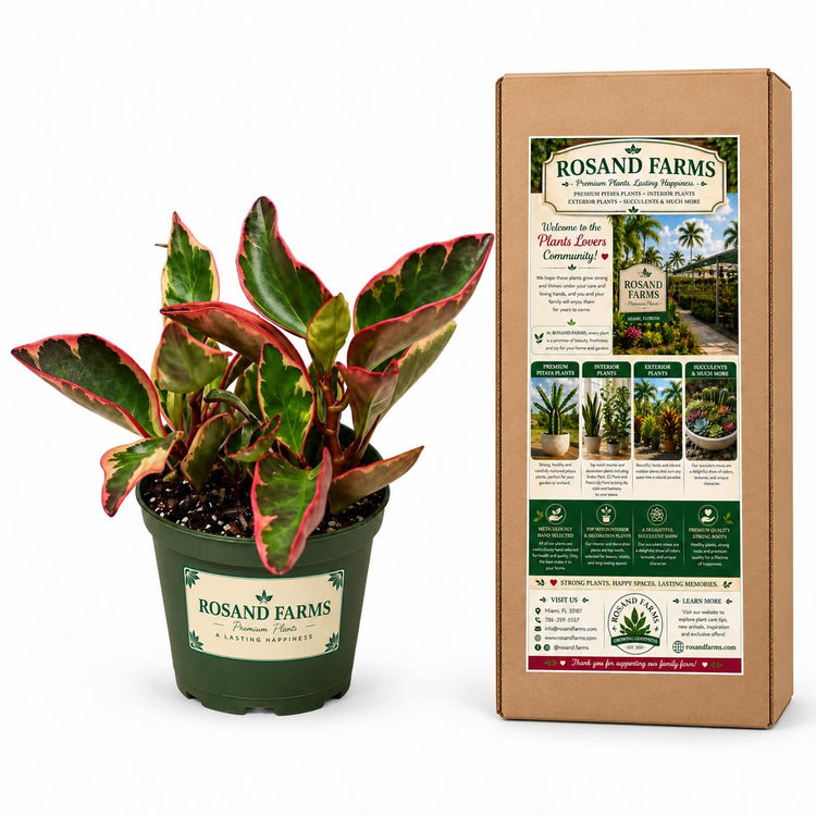 Rosand Farms Peperomia Ginny, Potted Live Indoor Plant, 6-inch Pot