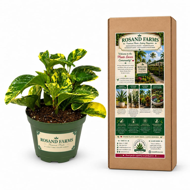 Rosand Farms Peperomia Golden Gate, Indoor Live Plants, 6-inch Pot