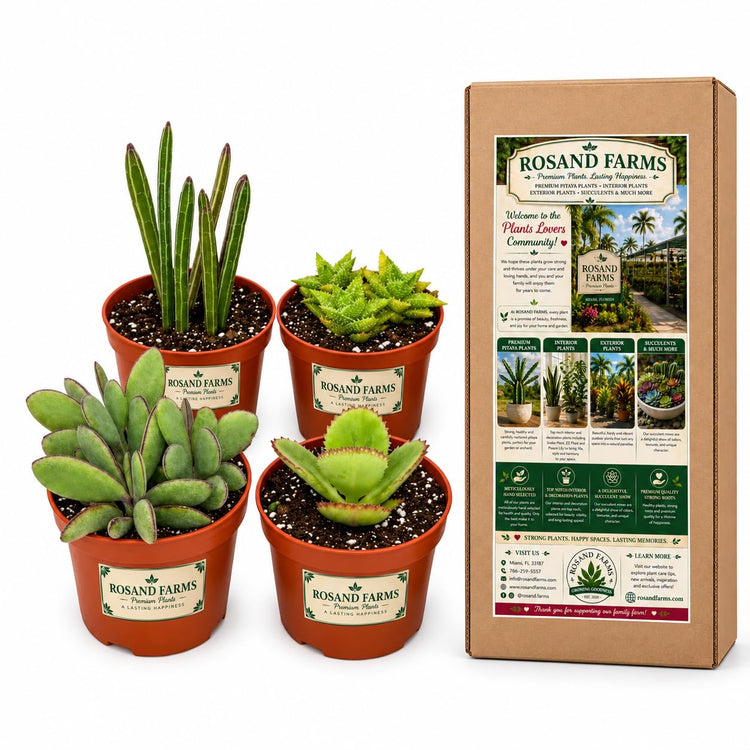 Rosand Farms - Live Succulents and Cacti - Mixed Collection