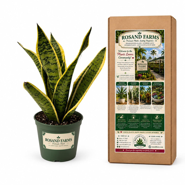 Rosand Farms Live Snake Plant, Indoor Dracaena trifasciata, 6-inch Pot