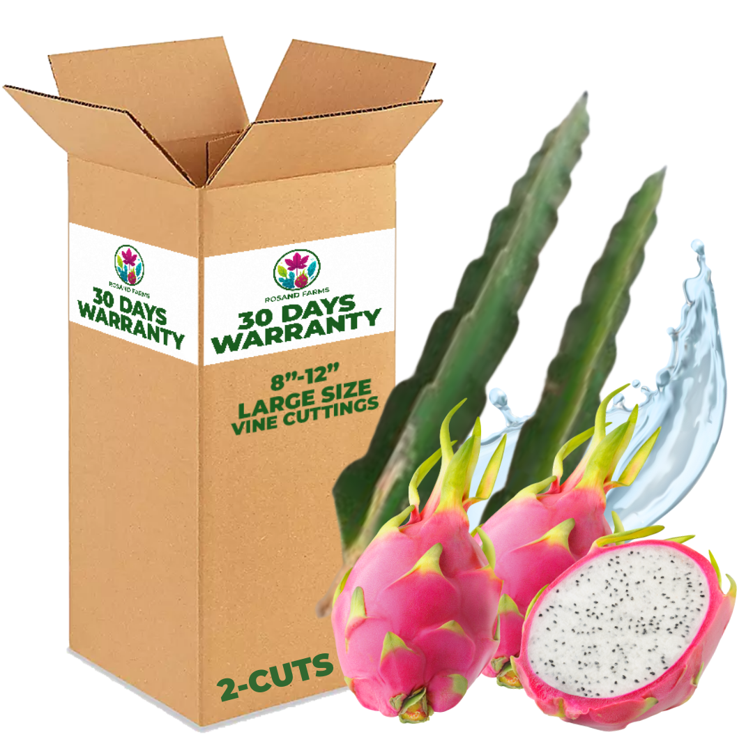 White Dragon Fruit (Pitahaya) – Live Rooted Vine Cuttings 8"–12" – 2 Pack