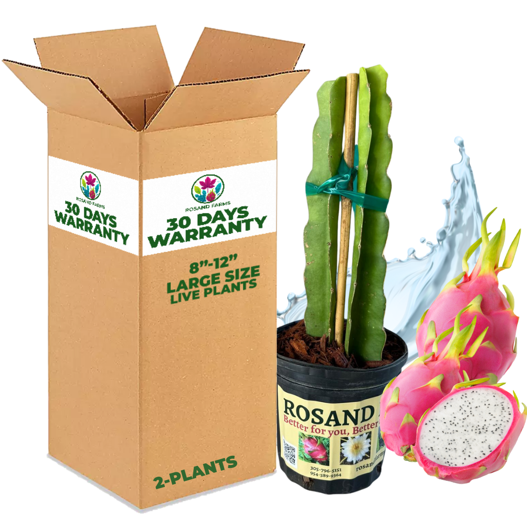 White Dragon Fruit (Pitahaya) –  Live Potted Plant 8–12" Tall (2 Pack)