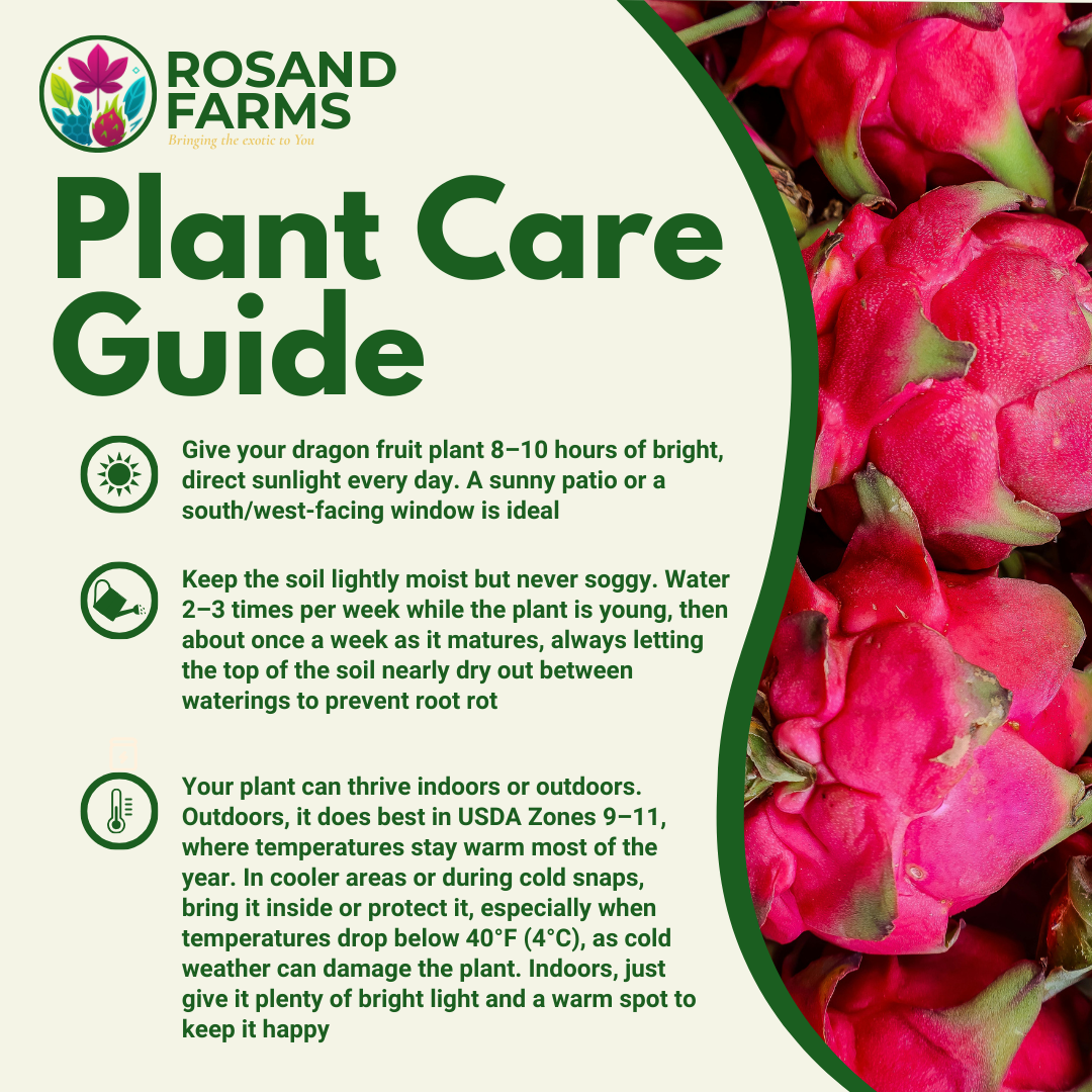 White Dragon Fruit (Pitahaya) –  Live Potted Plant 8–12" Tall (2 Pack)