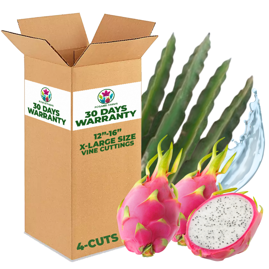 White Dragon Fruit (Pitahaya) – Live Rooted Vine Cuttings 12"–16" – 4 Pack