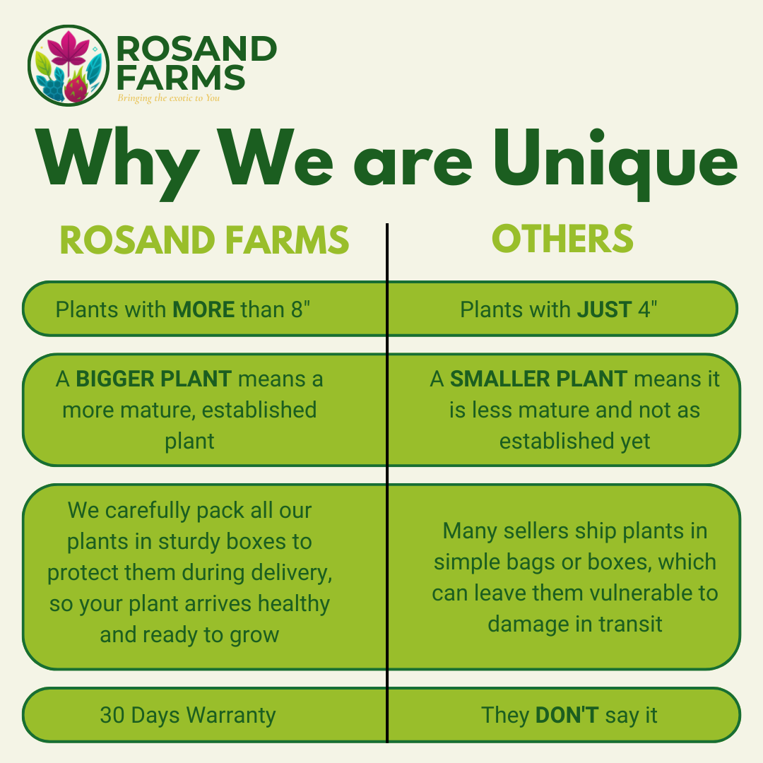 White Dragon Fruit (Pitahaya) – Live Rooted Vine Cuttings 12"–16" – 4 Pack