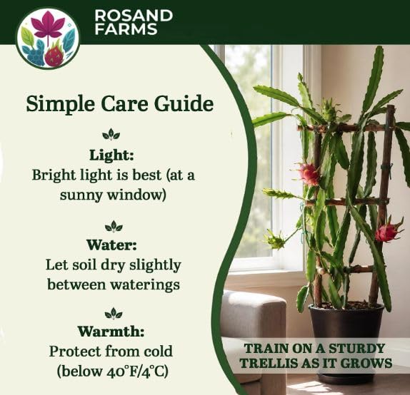 4 Live Baby White Dragon Fruit Cuttings, 6–9 inches
