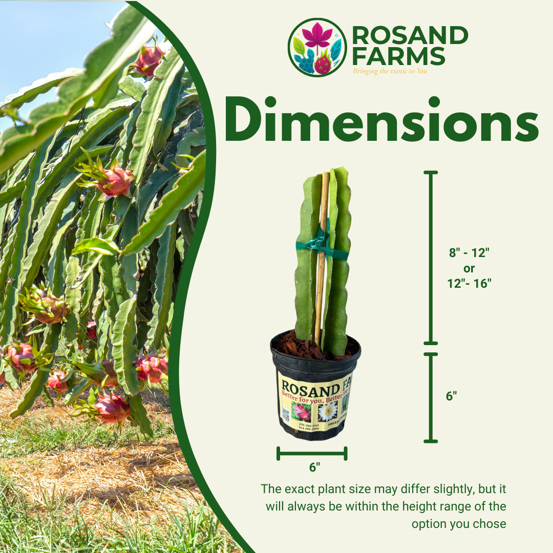 White Dragon Fruit (Pitahaya) – Live Potted Plant 8" to 12" Tall