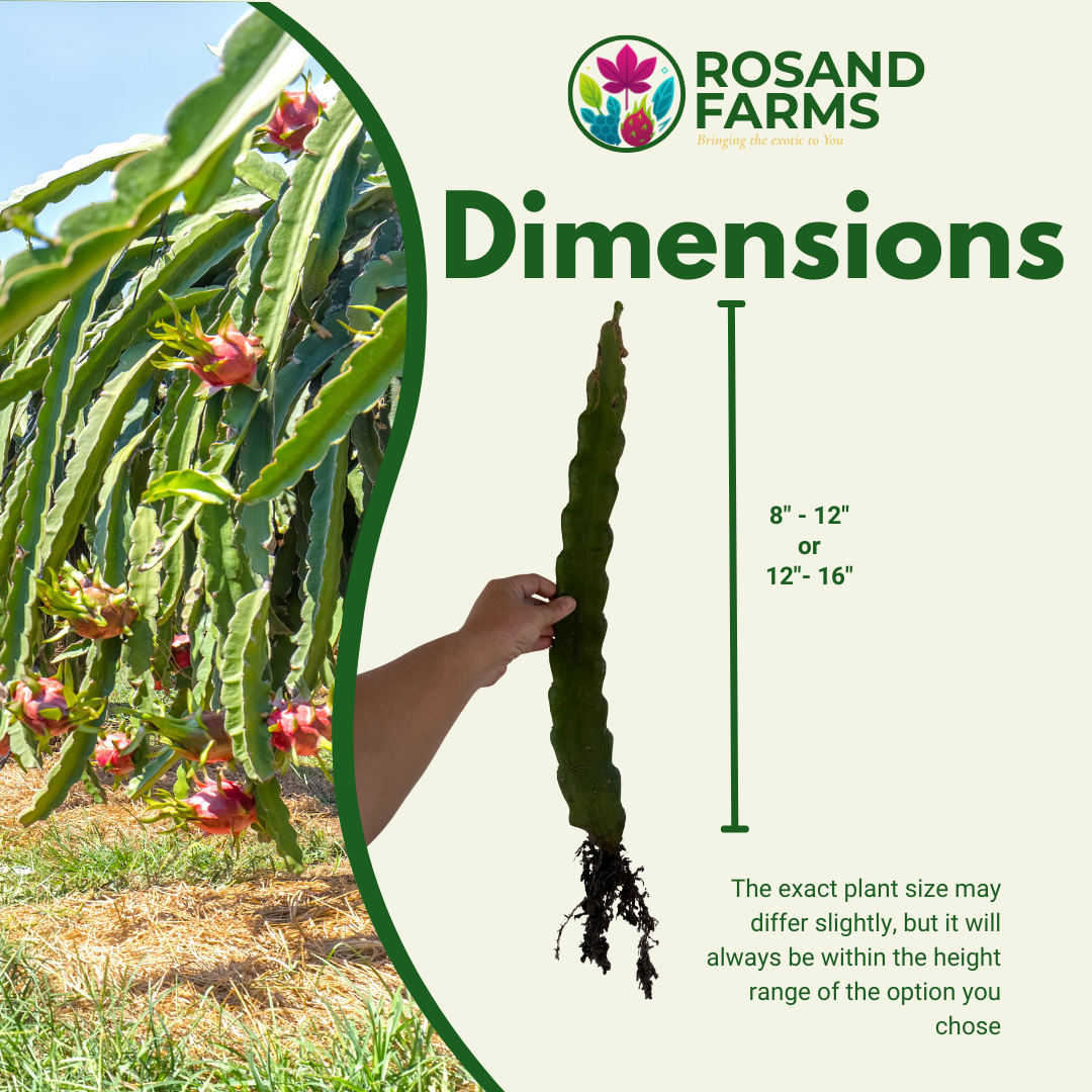 White Dragon Fruit (Pitahaya) – Live Rooted Vine Cuttings 12"–16" – 2 Pack