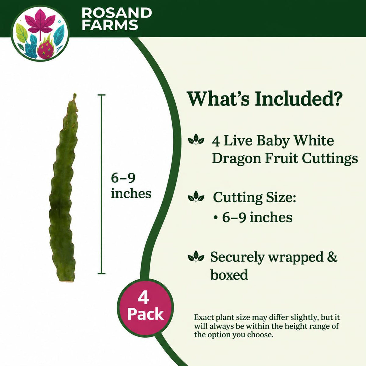 4 Live Baby White Dragon Fruit Cuttings, 6–9 inches