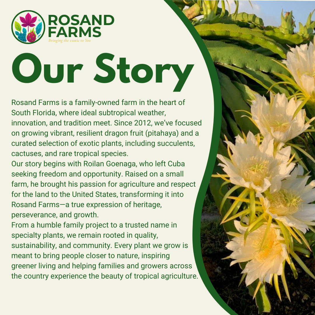 White Dragon Fruit (Pitahaya) –  Live Potted Plant 8–12" Tall (2 Pack)