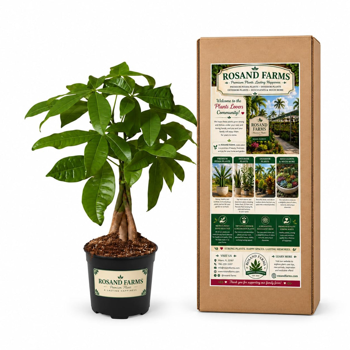 Rosand Farms Money Tree, Pachira Aquatica, Live Plants Potted, 4-inch Pot