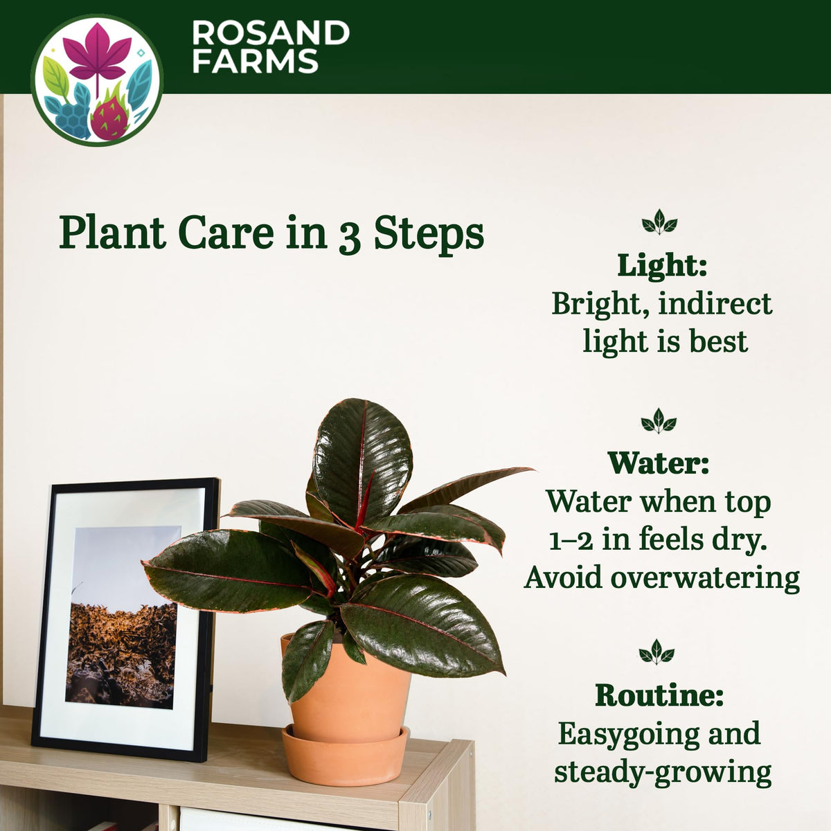 Rosand Farms Ruby Rubber Plant, Ficus Elastica, Live Plant, 6-inch Pot