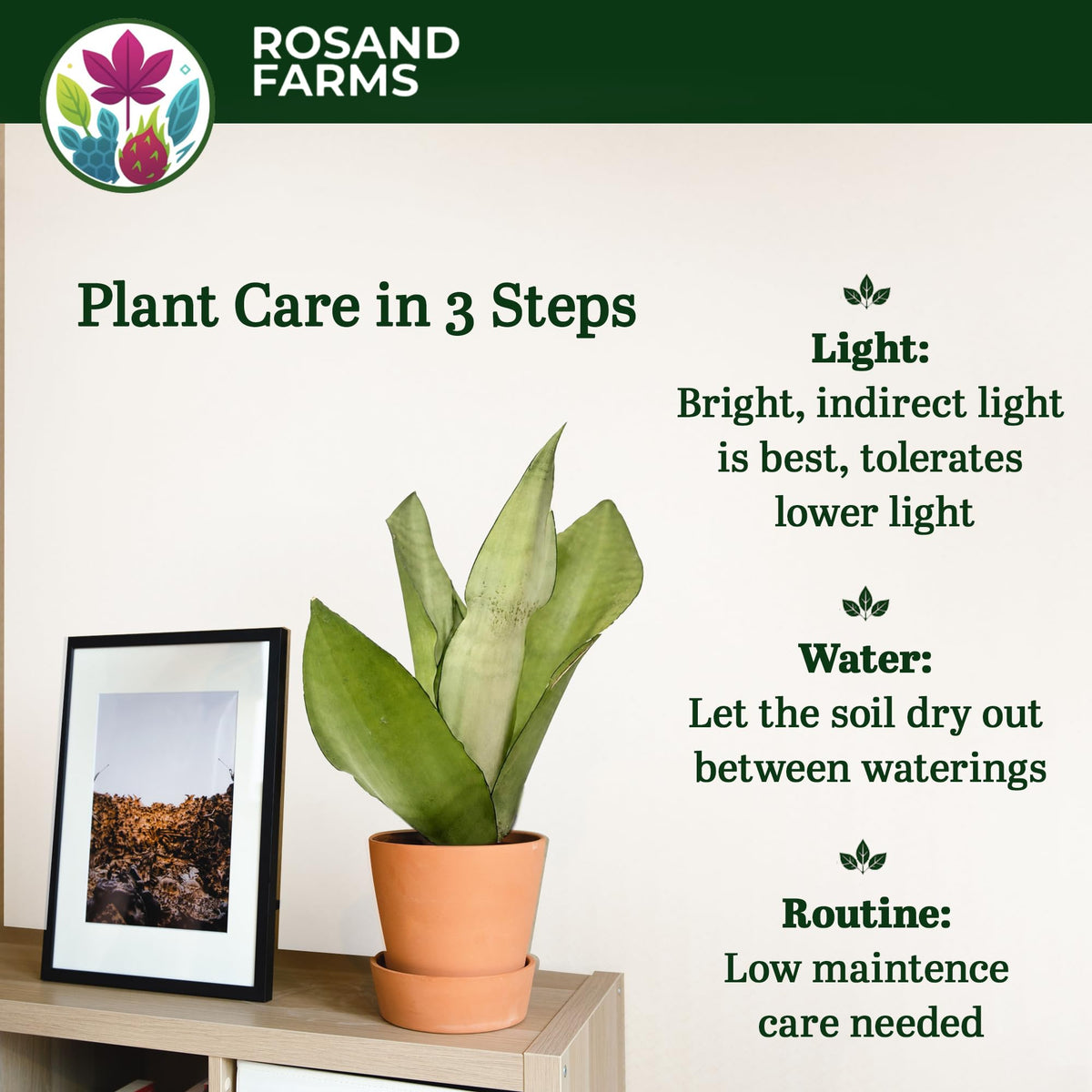 Rosand Farms Live Snake Plant Moonshine, Indoor Live Plant, 6-inch Pot