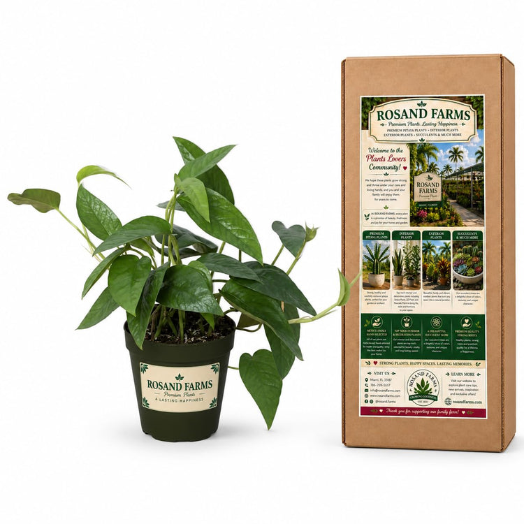 Rosand Farms Cebu Blue Pothos, Potted Live Plants Indoor, 6-inch Pot