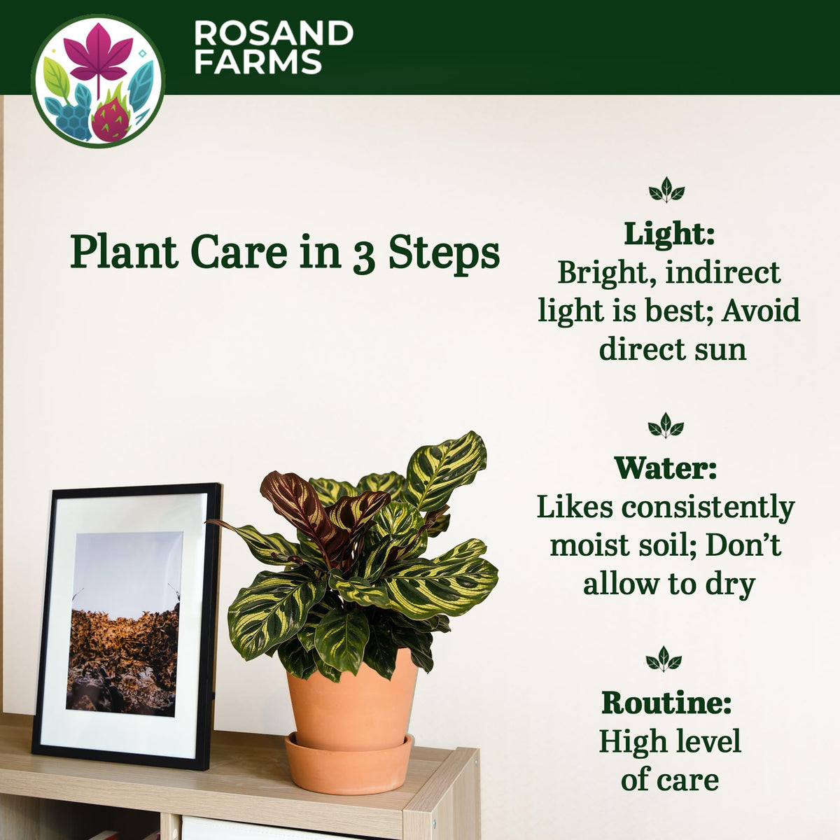 Rosand Farms Peacock Plant Live, Calathea Makoyana, Live Plants, 6-inch Pot
