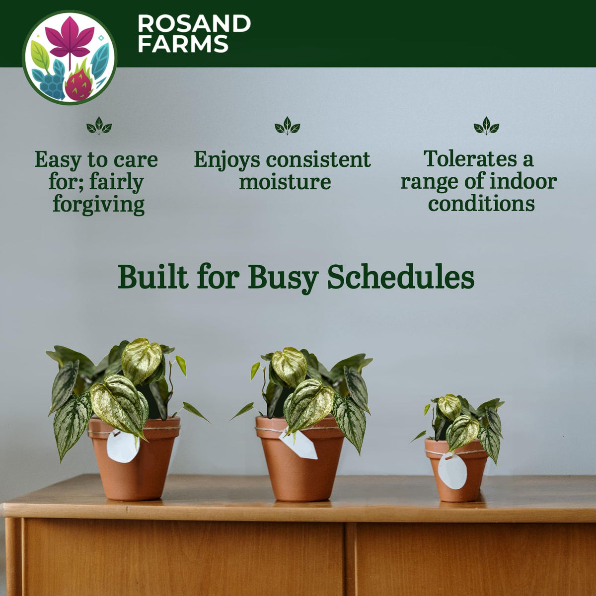Rosand Farms Philodendron Brandi, Potted Indoor Live Plant, 6-inch Pot