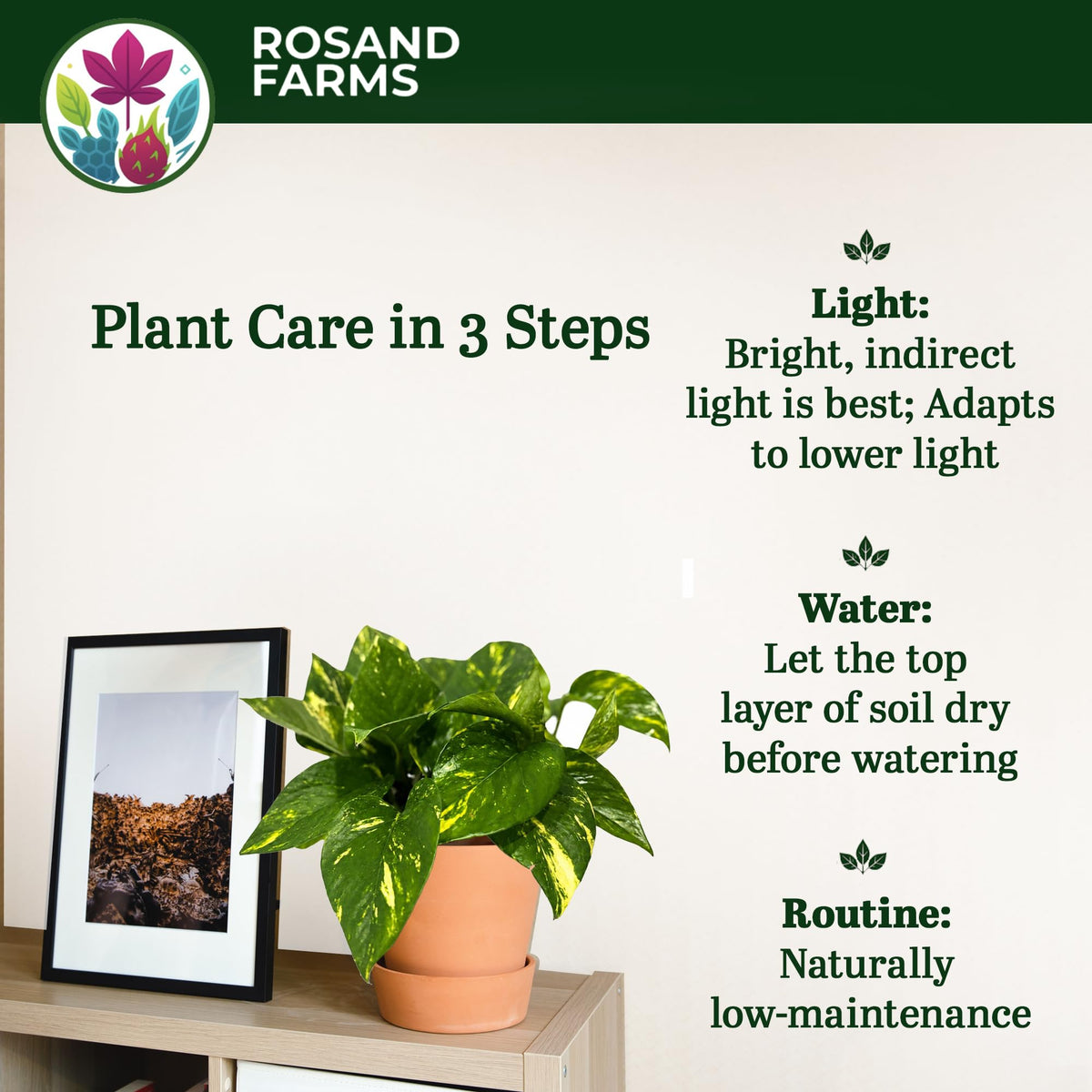 Rosand Farms Pothos Hawaiian, Live Plant Potted, Indoor Plant, 6-inch Pot