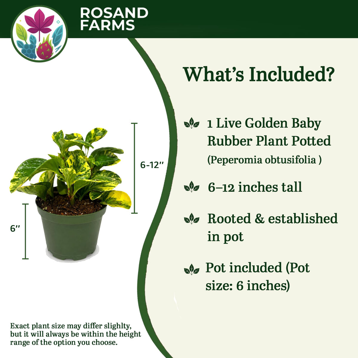 Rosand Farms Peperomia Golden Gate, Indoor Live Plants, 6-inch Pot