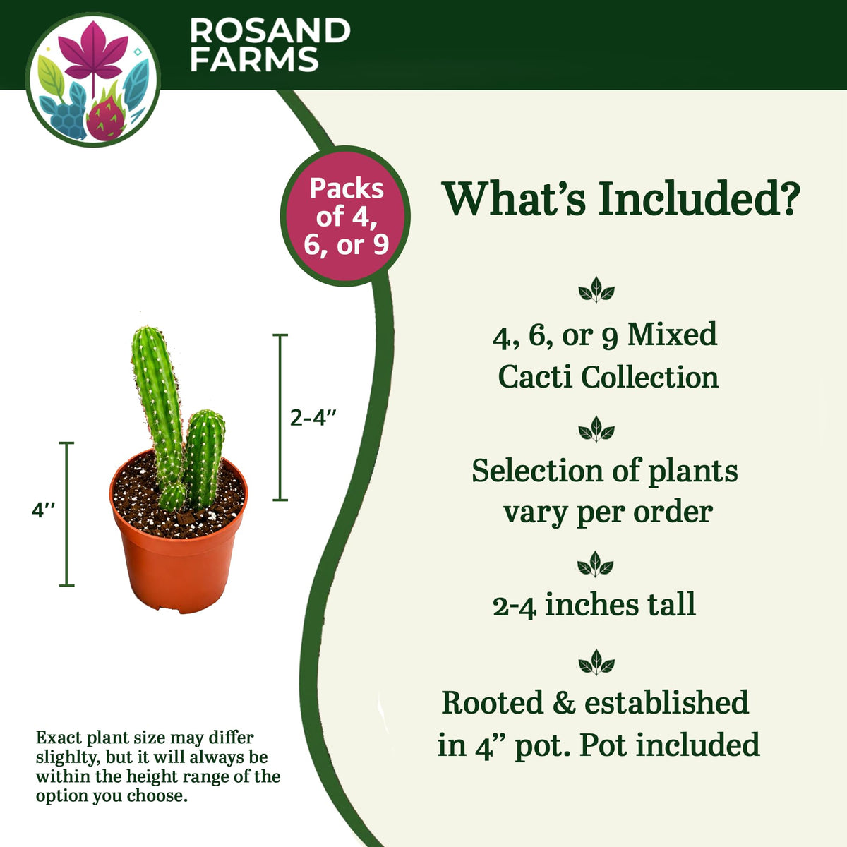 Rosand Farms Live Cactus Collection, Indoor Plants, 4 Count, 4-inch Pots