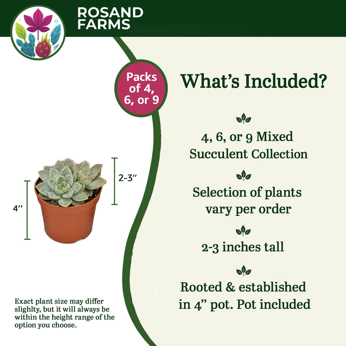 Rosand Farms - Live Succulents - Mixed Collection - Indoor Plants - 4 Count