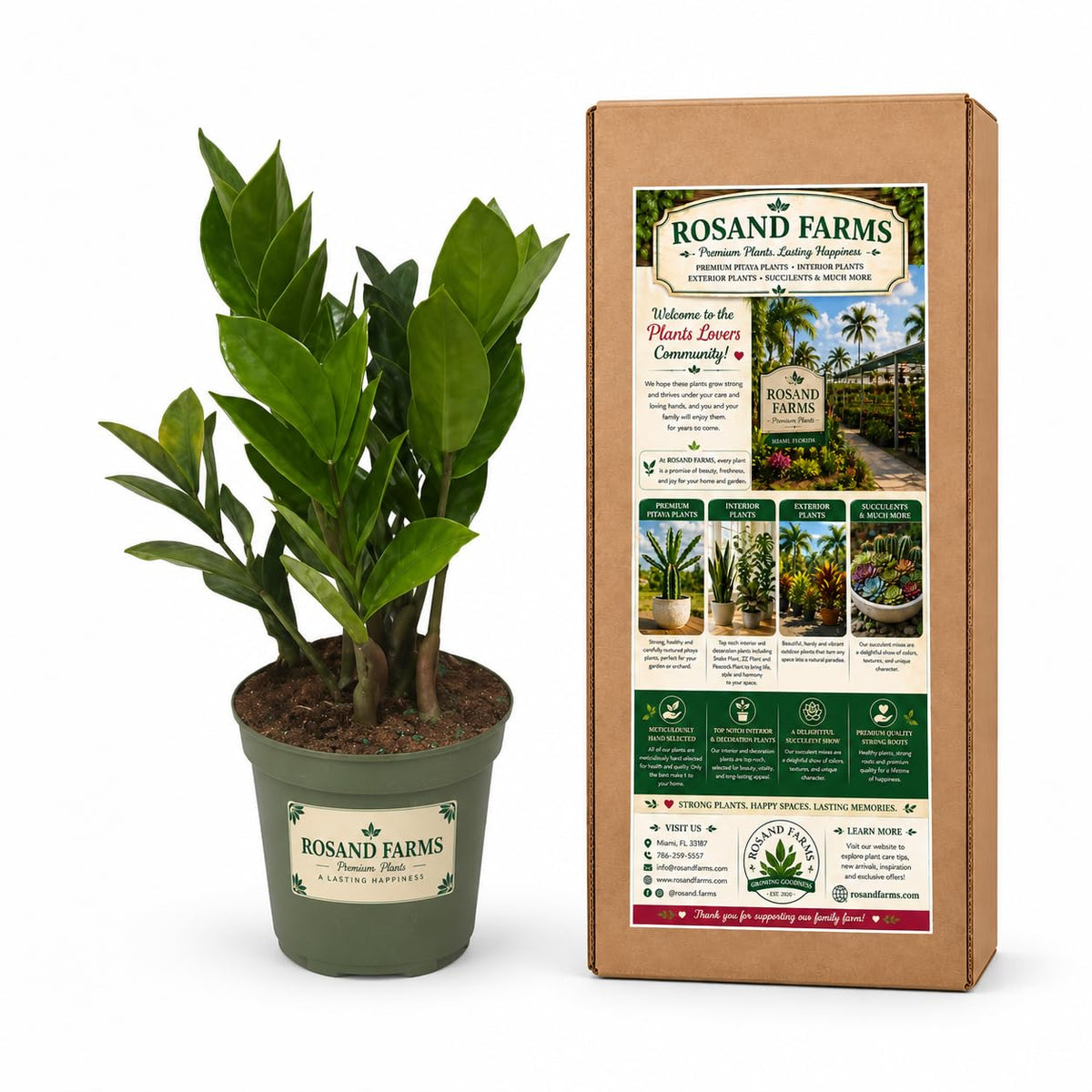Rosand Farms ZZ Plant, Zamioculcas Zamiifolia, 6-inch Pot