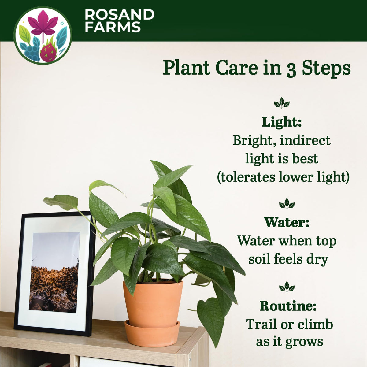 Rosand Farms Cebu Blue Pothos, Potted Live Plants Indoor, 6-inch Pot