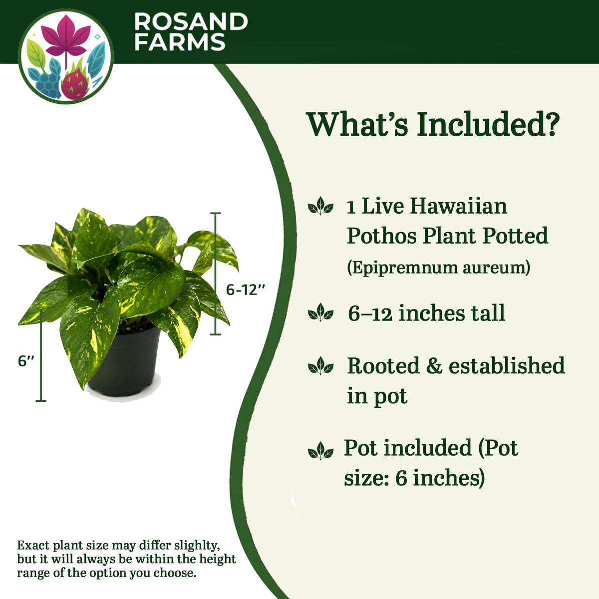Rosand Farms Pothos Hawaiian, Live Plant Potted, Indoor Plant, 6-inch Pot