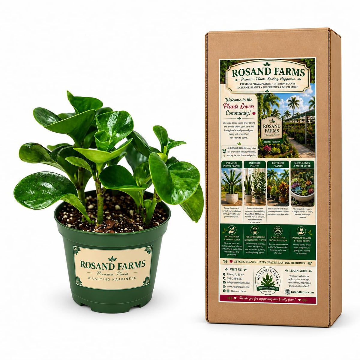 Rosand Farms Ficus Bambino, Dwarf Fiddle Leaf Fig, Live Plant, 6-inch Pot