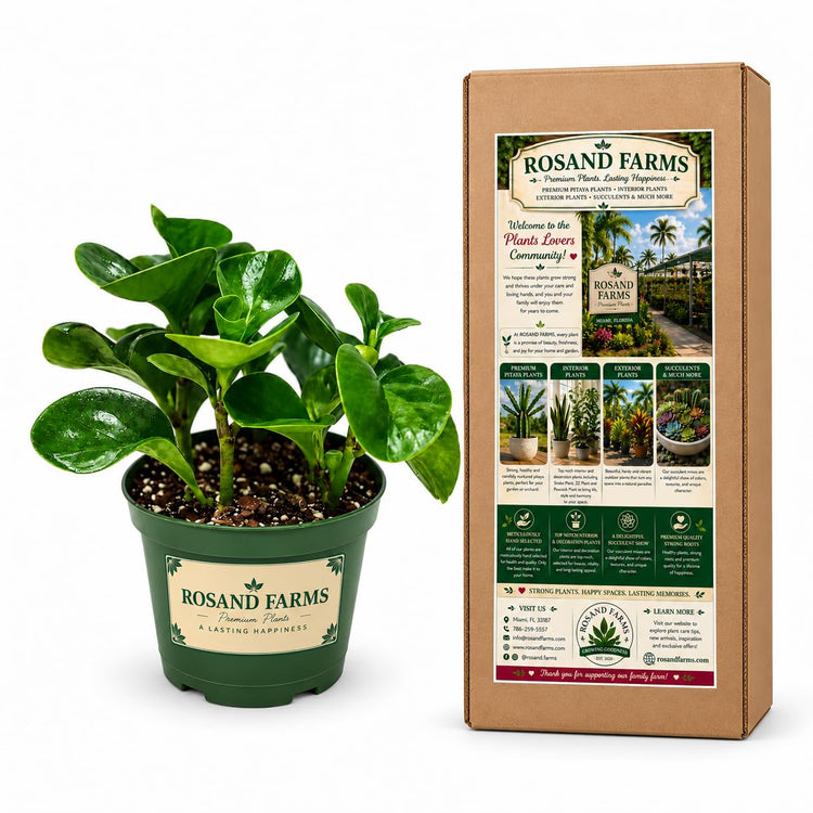 Rosand Farms Ficus Bambino, Dwarf Fiddle Leaf Fig, Live Plant, 6-inch Pot