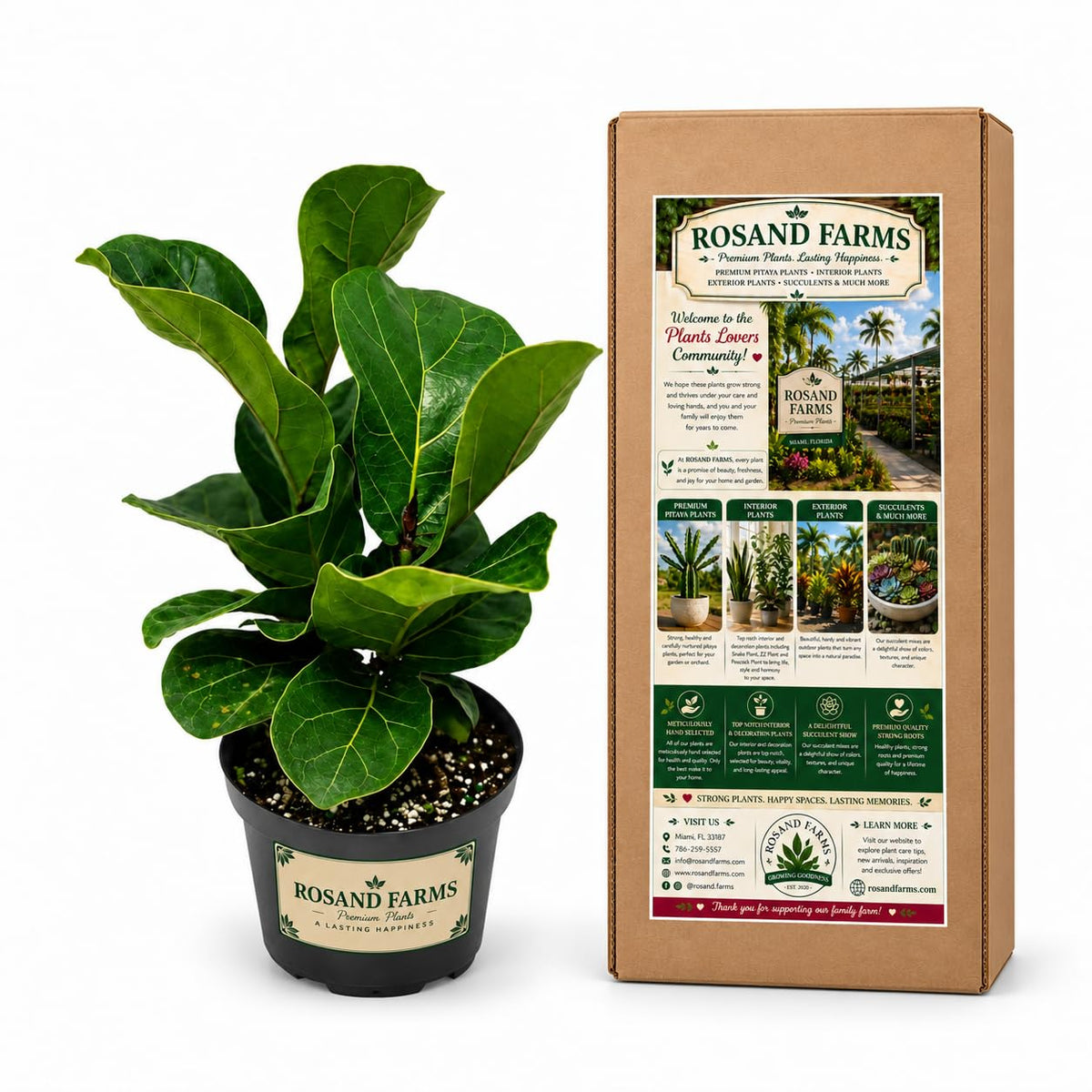 Rosand Farms Live Fiddle Leaf Fig, Ficus lyrata, Indoor Plant, 6-inch Pot