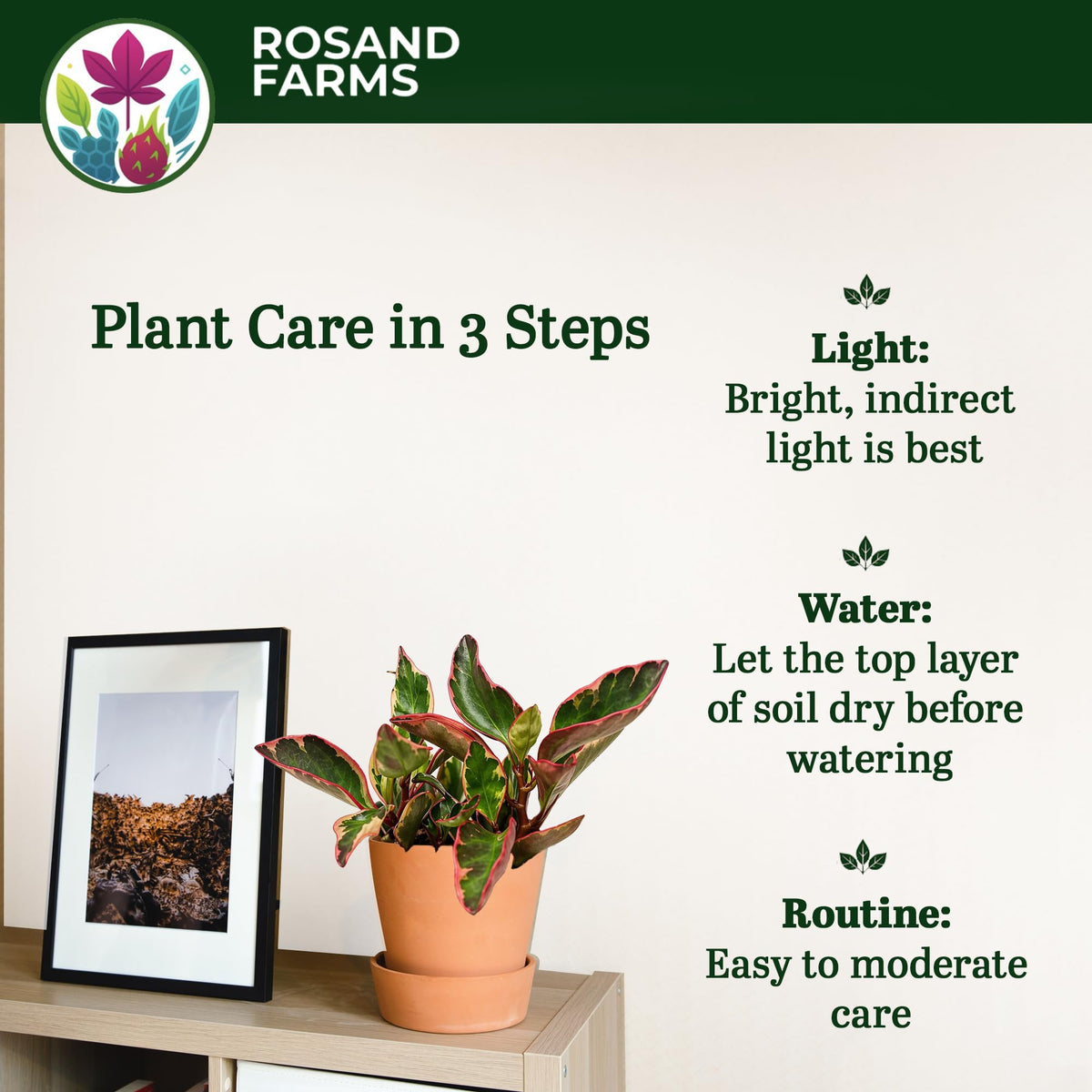 Rosand Farms Peperomia Ginny, Potted Live Indoor Plant, 6-inch Pot