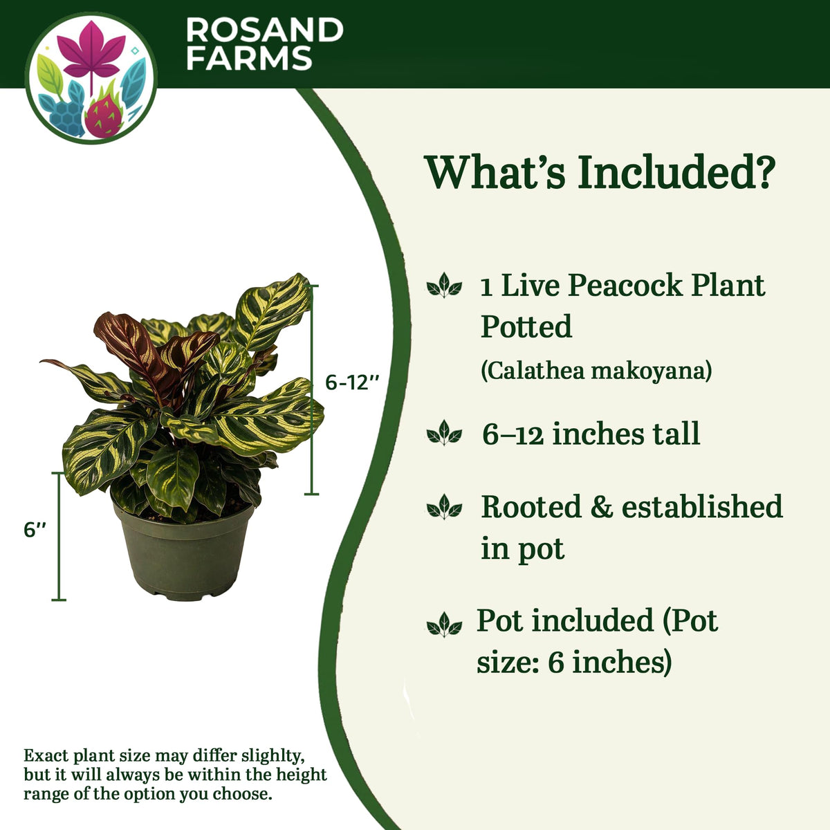 Rosand Farms Peacock Plant Live, Calathea Makoyana, Live Plants, 6-inch Pot