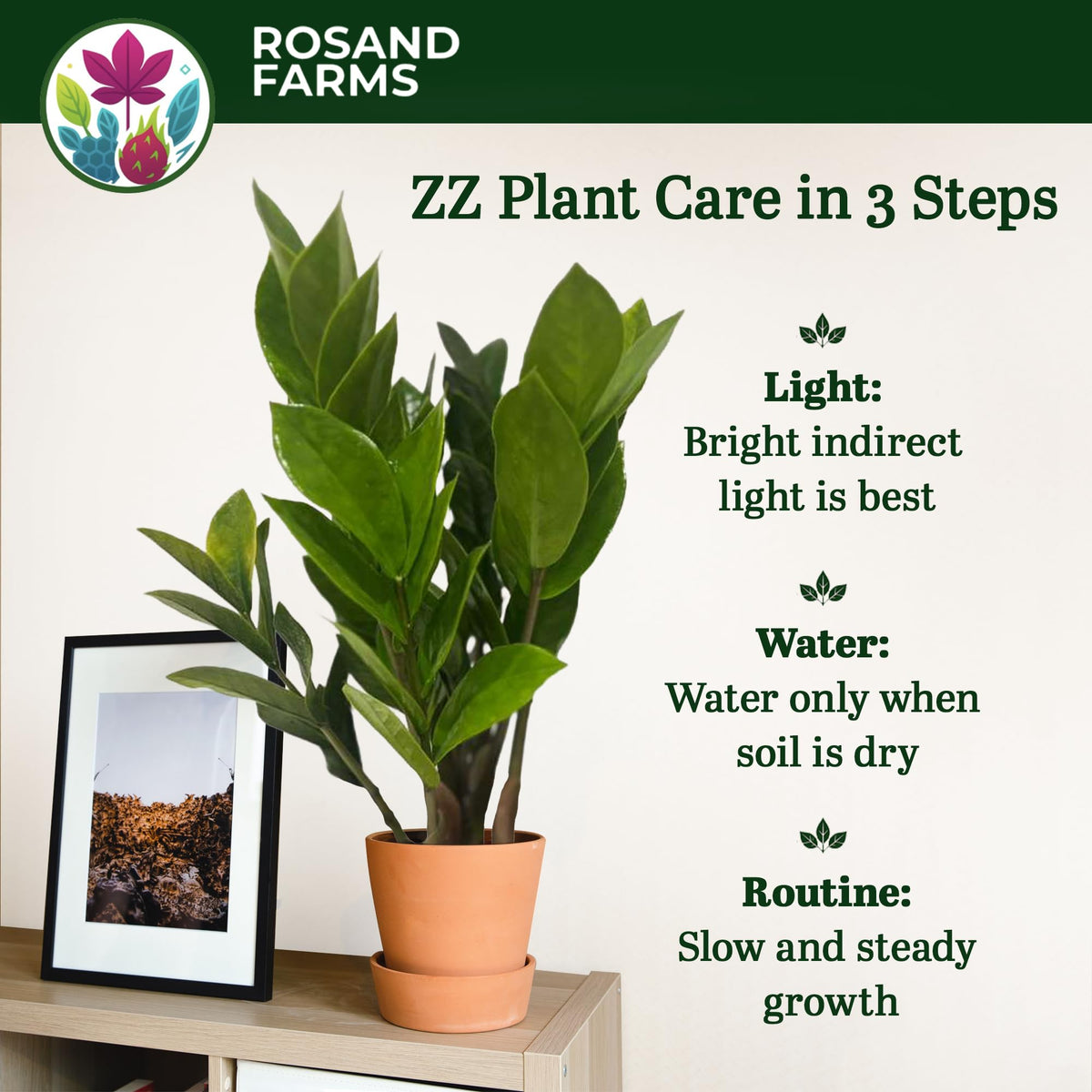Rosand Farms ZZ Plant, Zamioculcas Zamiifolia, 6-inch Pot