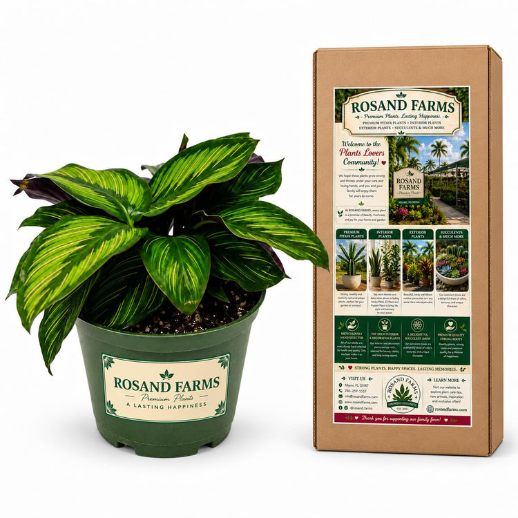 Rosand Farms Calathea Beauty Star, Potted Live Plants Indoor, 6-inch Pot