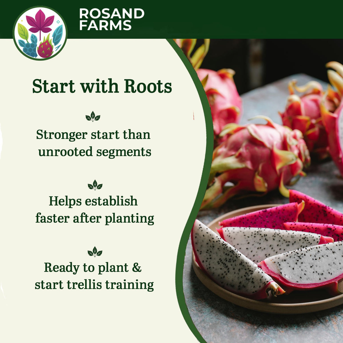 Rosand Farms White Dragon Fruit Rooted Cuttings, 4 Count, 18–24 Inches