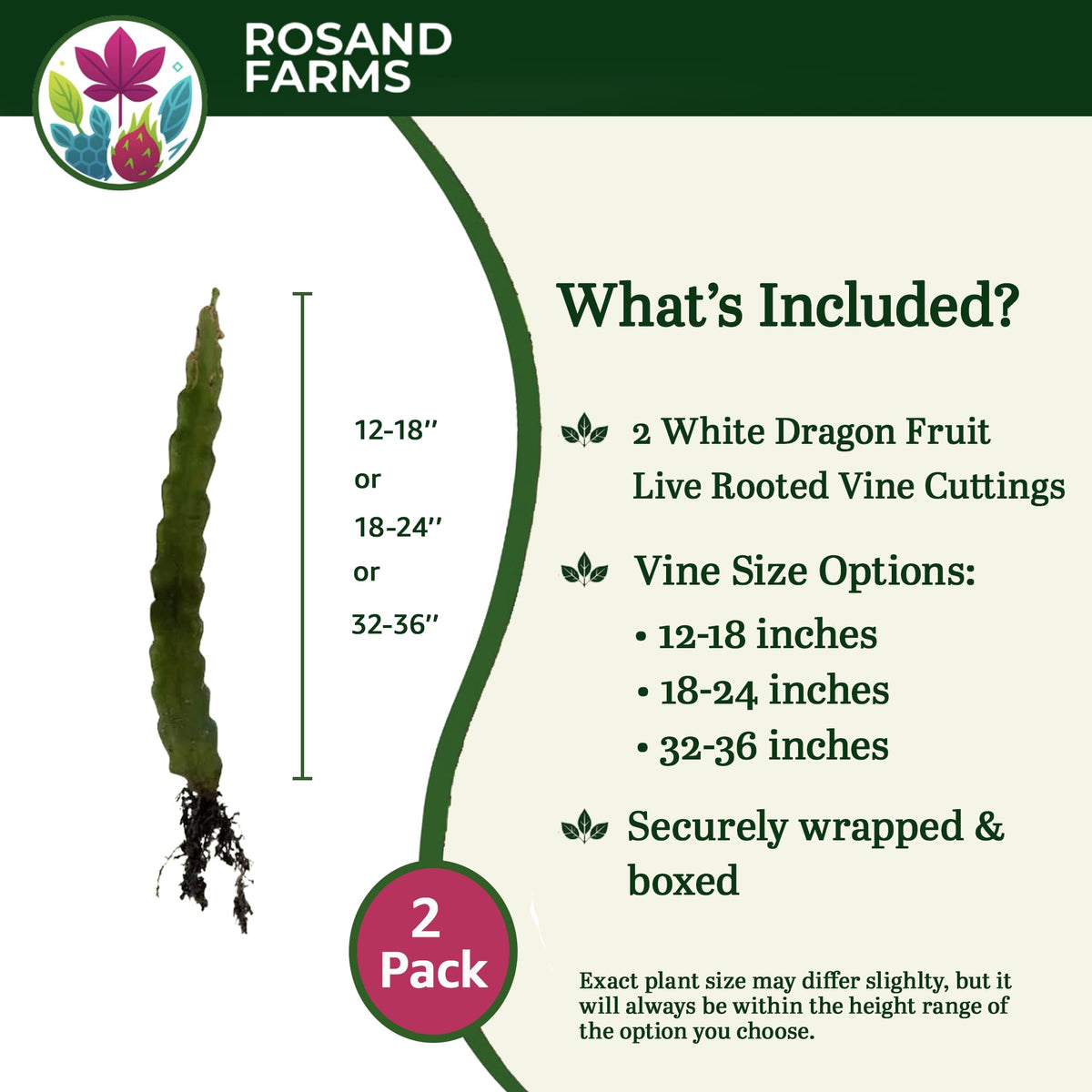 Rosand Farms White Dragon Fruit Rooted Cuttings, 2 Count, 14–18 Inches