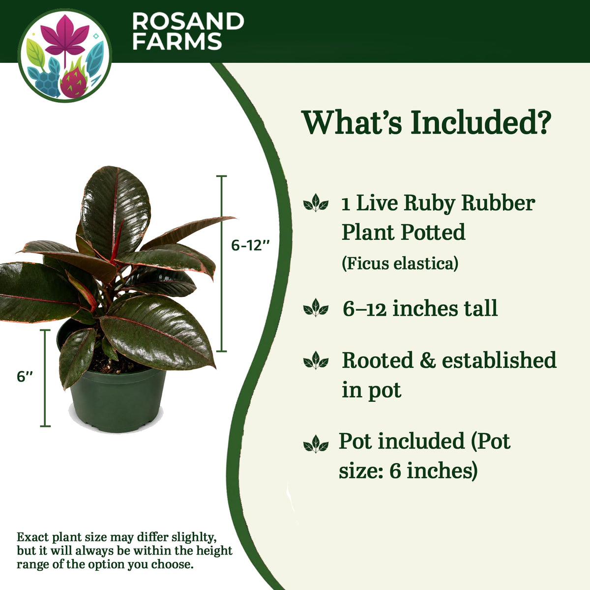 Rosand Farms Ruby Rubber Plant, Ficus Elastica, Live Plant, 6-inch Pot