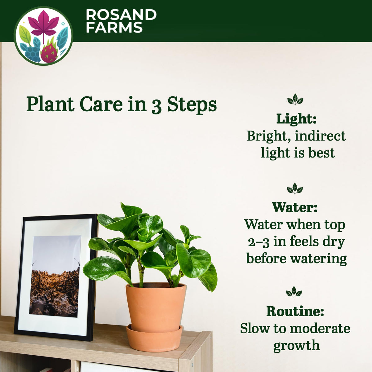 Rosand Farms Ficus Bambino, Dwarf Fiddle Leaf Fig, Live Plant, 6-inch Pot