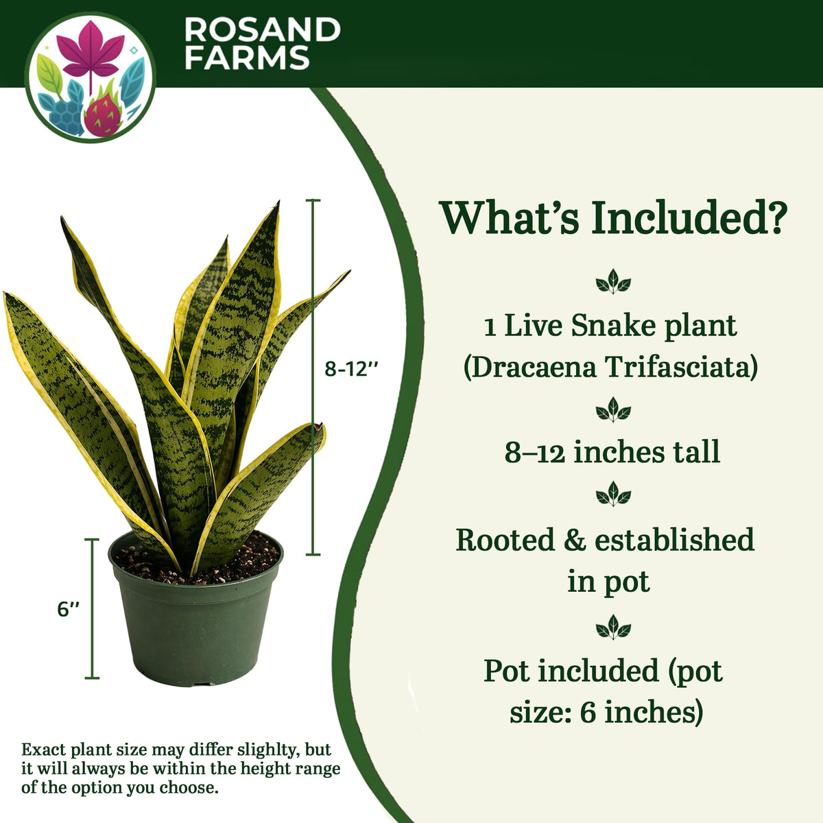 Rosand Farms Live Snake Plant, Indoor Dracaena trifasciata, 6-inch Pot