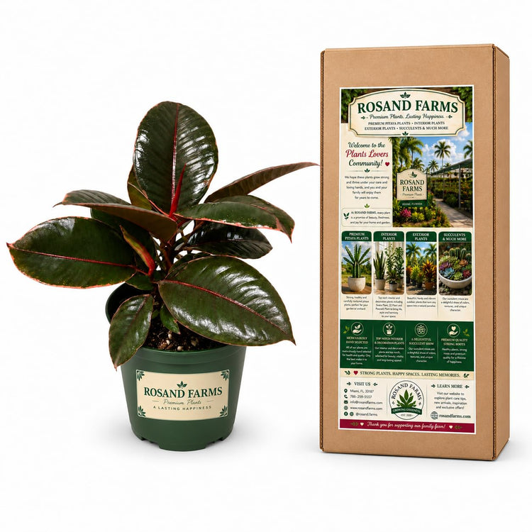 Rosand Farms Ruby Rubber Plant, Ficus Elastica, Live Plant, 6-inch Pot