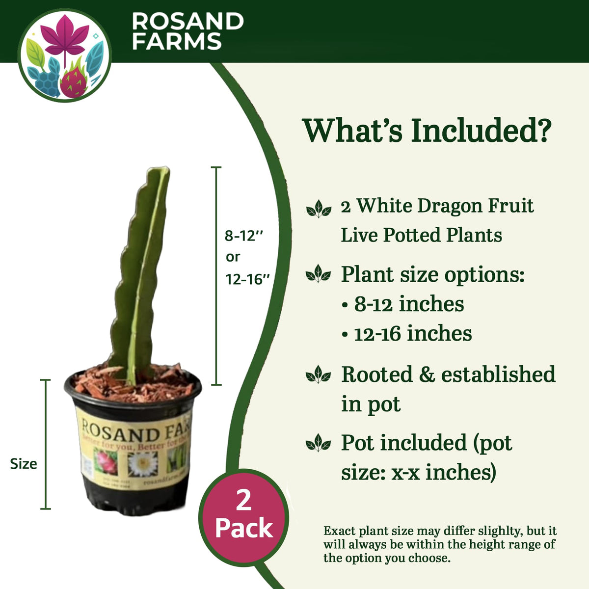 Rosand Farms White Dragon Fruit, 2 Plants, 12–16 Inches, One 6-Inch Pot