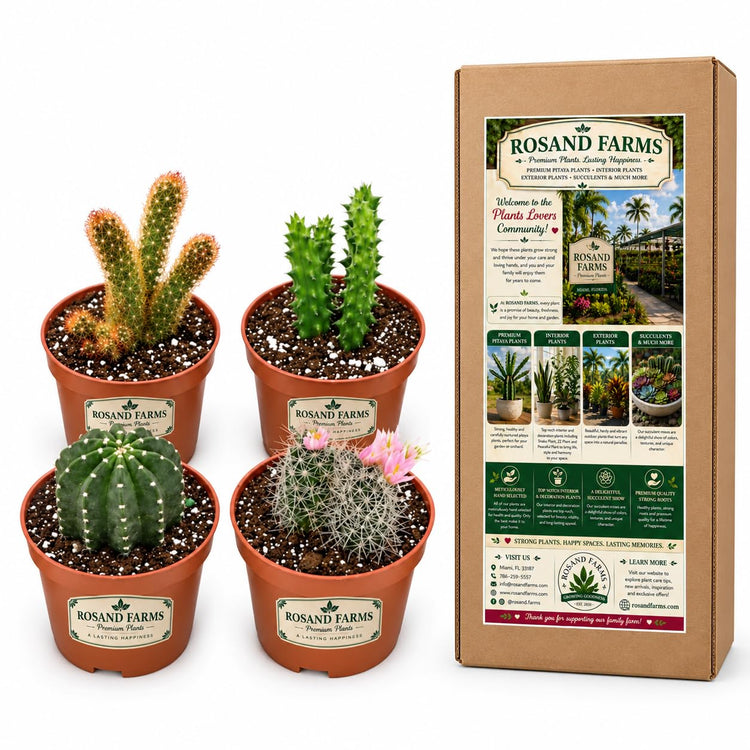 Rosand Farms - Cactus Live Plant Collection - Indoor Plants - 4-inch Pots