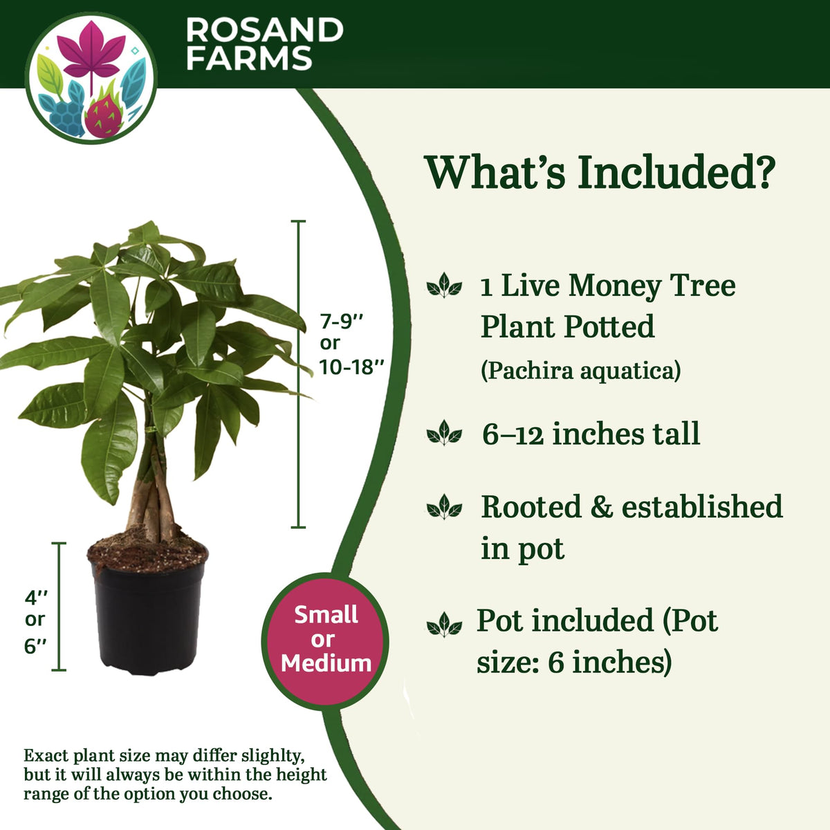 Rosand Farms Money Tree, Pachira Aquatica, Live Plants Potted, 4-inch Pot