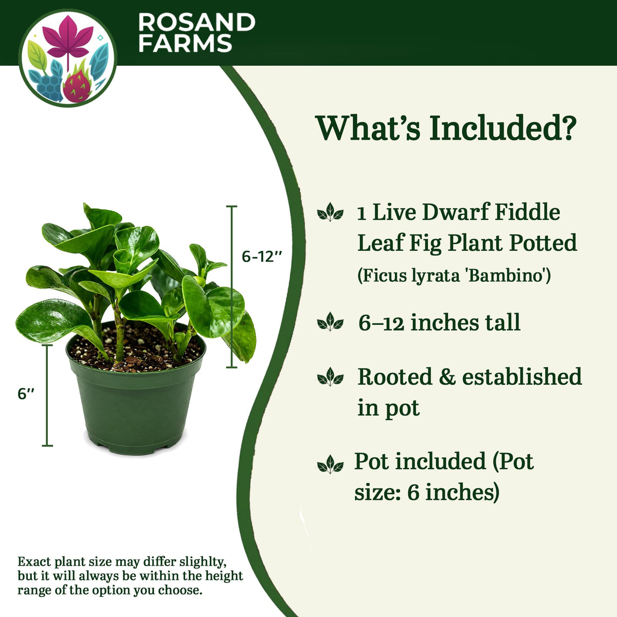 Rosand Farms Ficus Bambino, Dwarf Fiddle Leaf Fig, Live Plant, 6-inch Pot