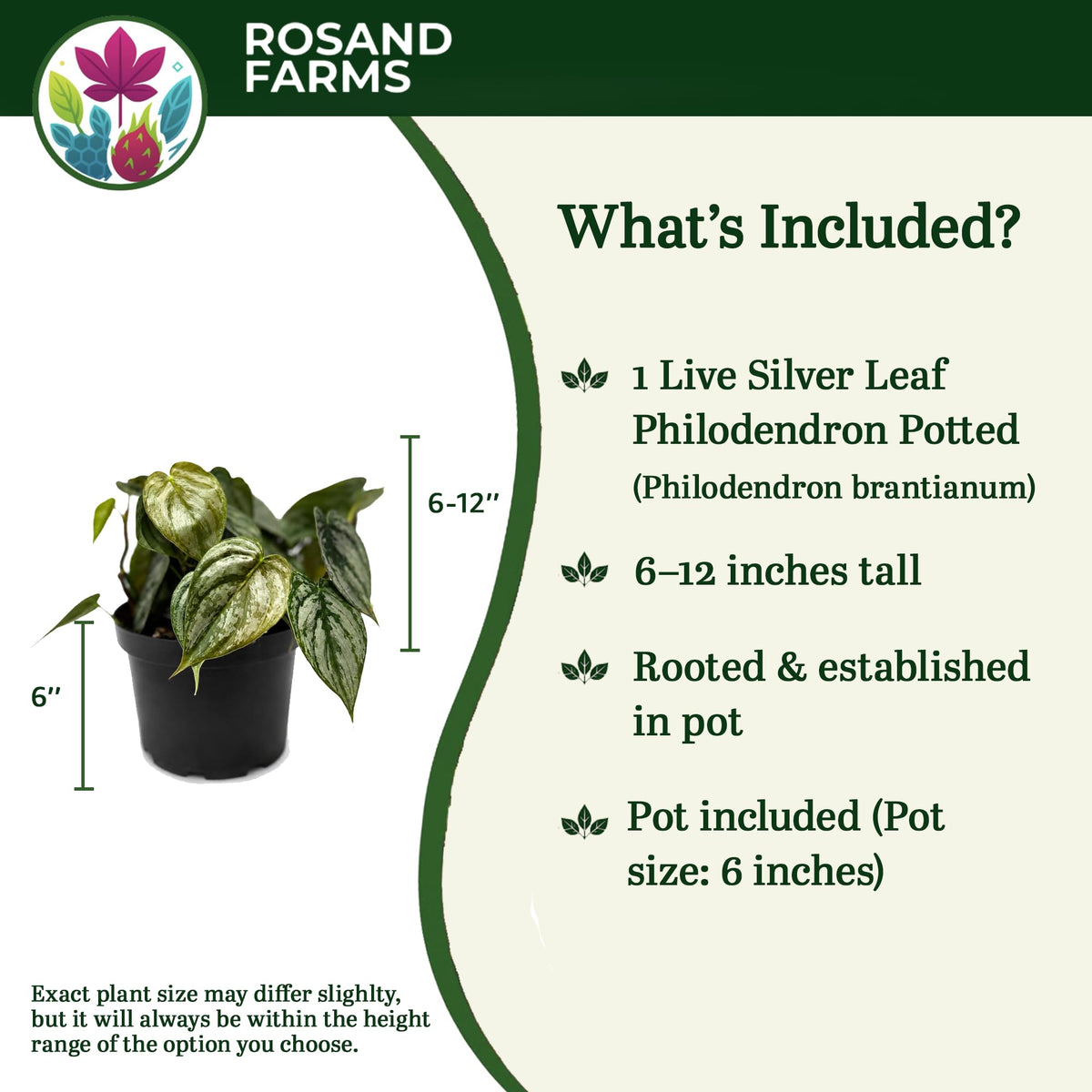 Rosand Farms Philodendron Brandi, Potted Indoor Live Plant, 6-inch Pot