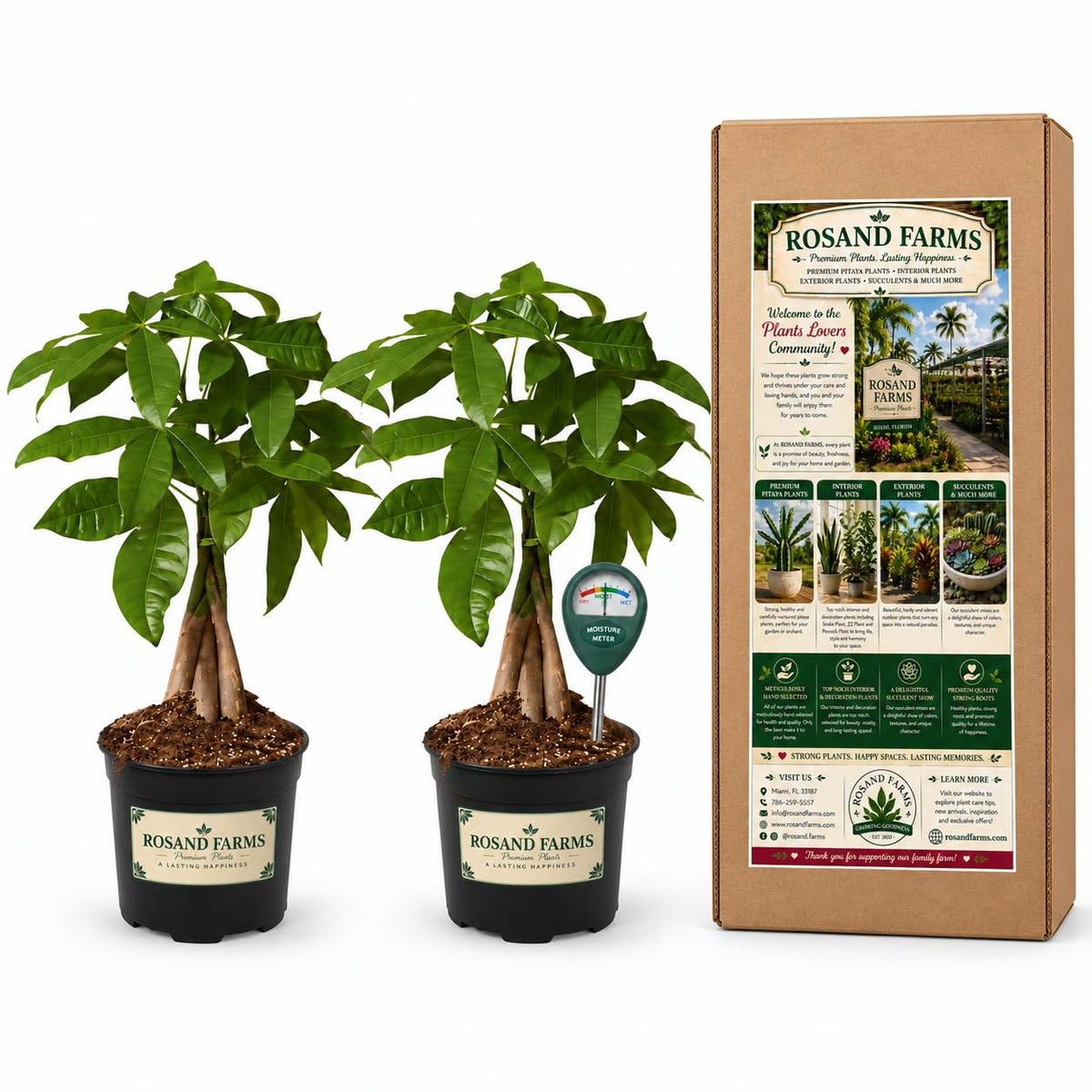 Rosand Farms Money Tree Bundle: 2 x 4-inch Pots, Moisture Meter Included