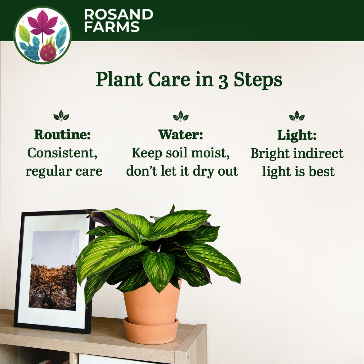 Rosand Farms Calathea Beauty Star, Potted Live Plants Indoor, 6-inch Pot