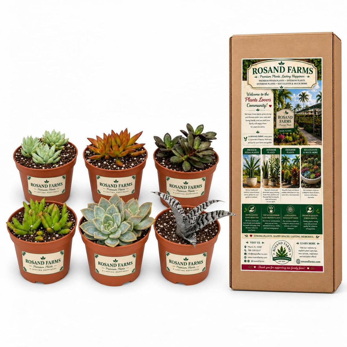 Rosand Farms - Live Succulents - Mixed Collection - Indoor Plants - 6 Count